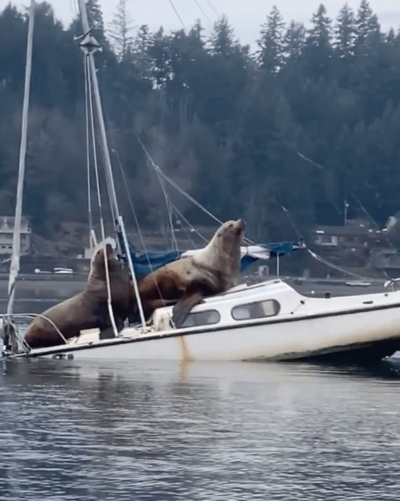 Not-So-Smooth Sailing: 40 Hilarious and Entertaining Boating Fails